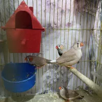 فنچ مولد کینگ