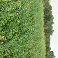 قره یونجه