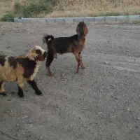بز شکم اول با یه کهره نر خراک خور  جنس هل