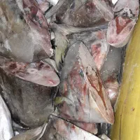 سر ماهی جش و چنگو