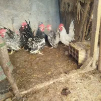 جاپنیز