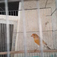 قناری ماده
