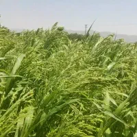 ارزن . خوراک دام و طیور