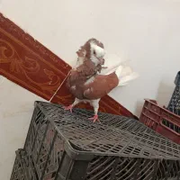 ماده شایپون