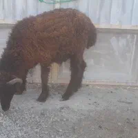 سه عدد گوسفند