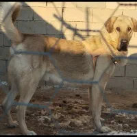 سگ پژد اصیل