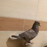 کبوتر سرور دم سفید، گلی