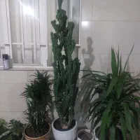 گل کاکتوس صخره ای بی نظیر