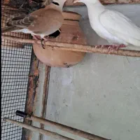 کبوتر خانگی معامله با کبوتر جفت