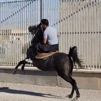 فروش فوری دو راس مادیان درجه یک