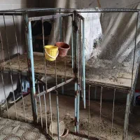 قفس مرغ و خروس و کبوتر