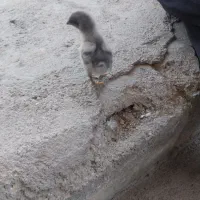فروش جوجه محلی گل پایگانی