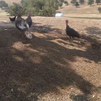 سه عدد بوقلمون