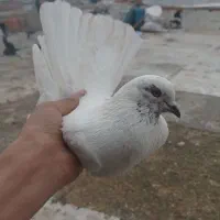 کفتر ماهرونر