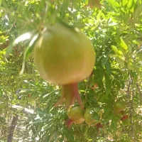 افزایش 40 درصدی تناژ محصول و تقویت ریشه، اصلاح خاک