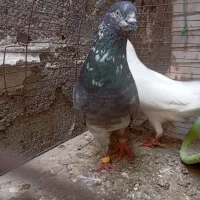 کبوتر|پرنده|بندرعباس, |دیوار