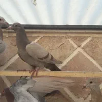هفرنگ