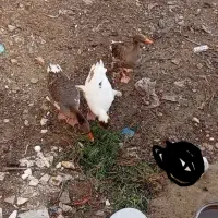 فروش سه عدد غاز