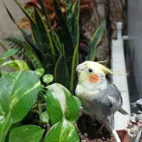 عروس هلندی سخنگو