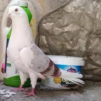 کبوتر هما و خالپیس پرشی