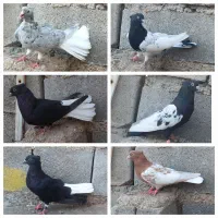 پرشی جوجه گیری دمسفید هفتکل