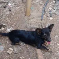 سگ بوجی