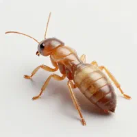 سمپاشی موریانه با مجوز رسمی وزارت بهداشت