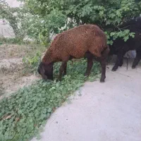 نربز خایه کش