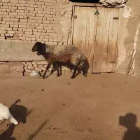 قوچ بزری|حیوانات مزرعه|سبزوار, شهرک صنعتی فرودگاه|دیوار