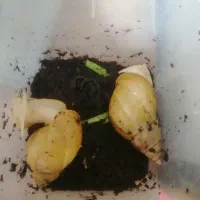 حلزون البینو گوشت سفید