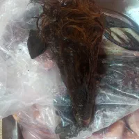 کله پاچه تازه گوسفندی