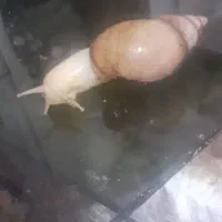 حلزون اپاچینا