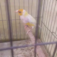 فنچ گلدین نر