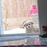 سگ پاپی
