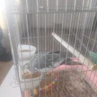 طوطی