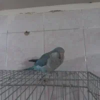 راهب ابی جنسیت ماده