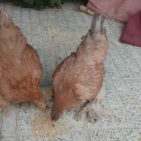 مرغ نژادداربرهما