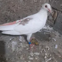 کبوتر سار