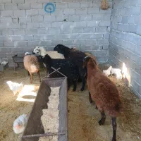 بره ماده|حیوانات مزرعه|محمدشهر, محمدشهر|دیوار