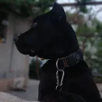 پیت بول ماده