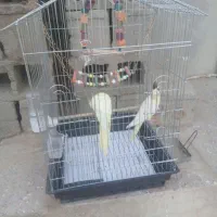 یک جفت عروس هلندی