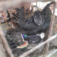 ۷عدد جوجه عربی   یک ماه