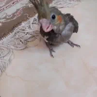 جوجه عروس هلندی