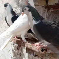 کبوتر ساده سیاه واکسی