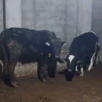 دوراس گوساله نر جنس دار