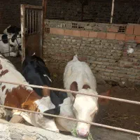 ۳عددگوساله فروشی یک عددنر دوعددماده