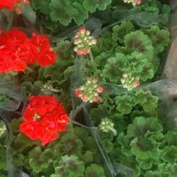 گل شمعدانی / اژدر / عطر چای|گل و گیاه طبیعی|تهران, جهاد|دیوار