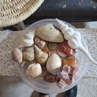 انواع حلزون ، صدف و گوشمالی(گوشماهی) ایرانی