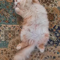گربه واگذاری