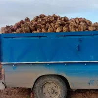 چغندر درجه یک